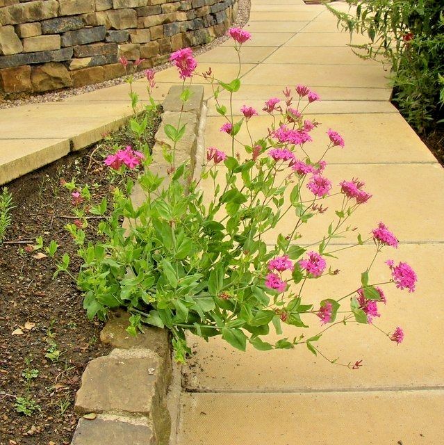 1001+CATCHFLY Flower Seeds None So Pretty Native Wildflower Patio Container Easy