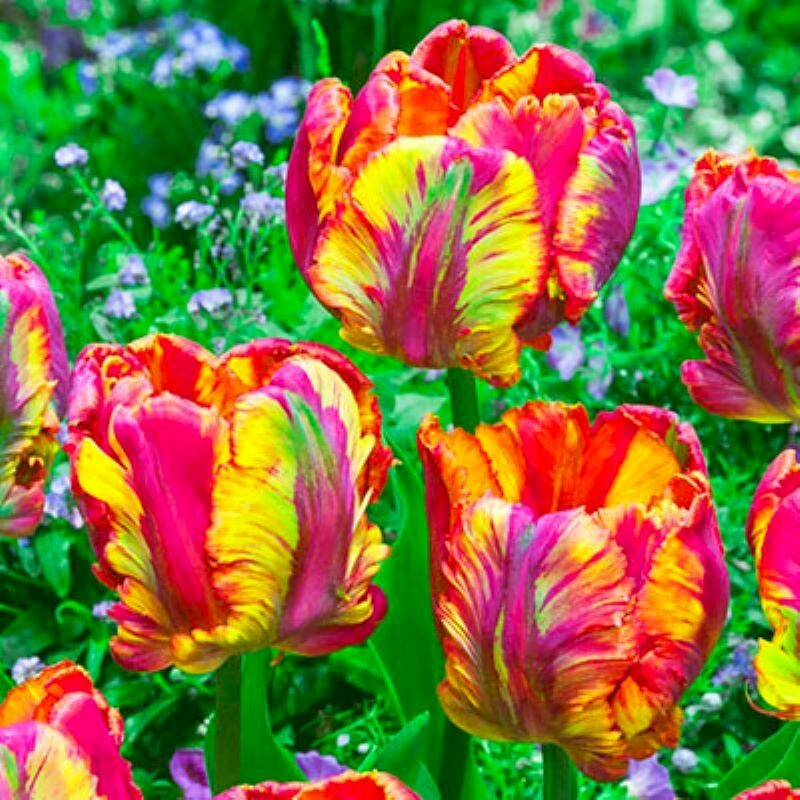 50 Parrot Tulip Seeds Much Less Money Than Bulbs