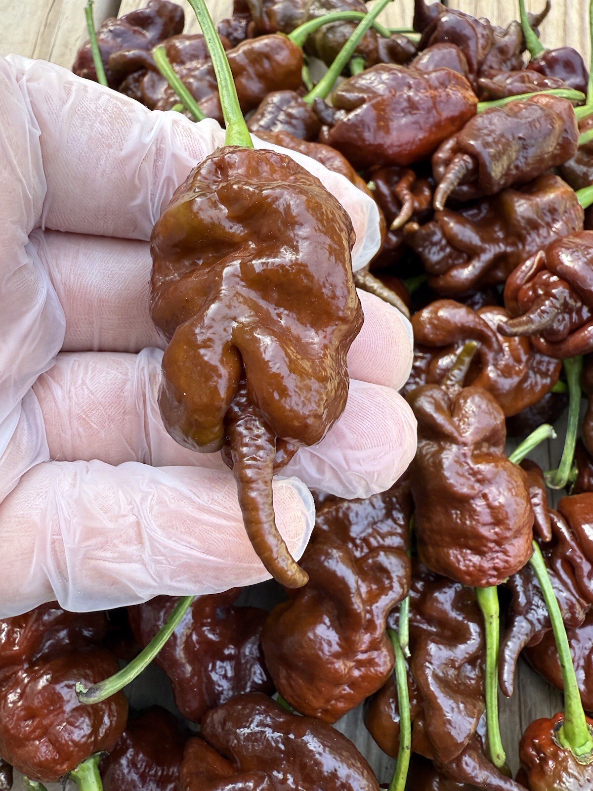 10+ Chocolate Primotali SUPERHOT Organic Pepper Seeds 2025 Harvest Free Shipping