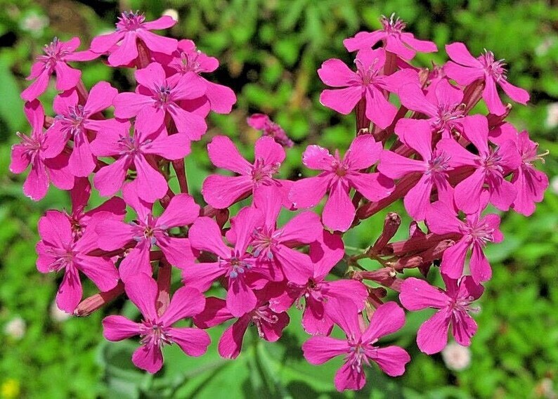 None So Pretty Catchfly Seeds 1000+ Annual FLOWER Silene Armeria USA FREE S&H