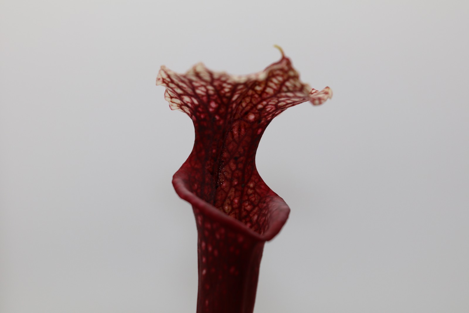 Sarracenia – Unknown (Tall And Colorful!)