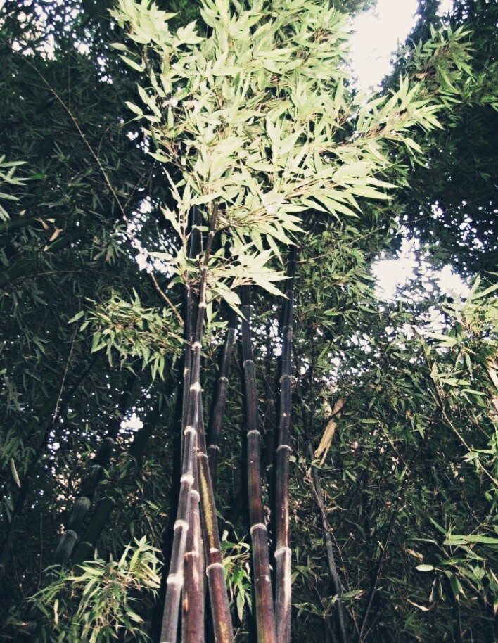 Black Timber Bamboo Nigra Daikokuchiku California Giant Bare Root Plant Rhizome