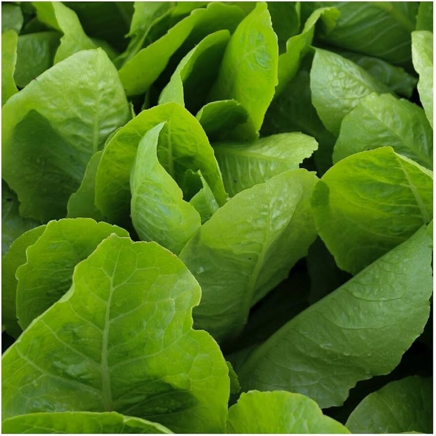 Jericho Romaine Lettuce Seeds, NON-GMO, Extremely Heat Tolerant, FREE SHIPPING