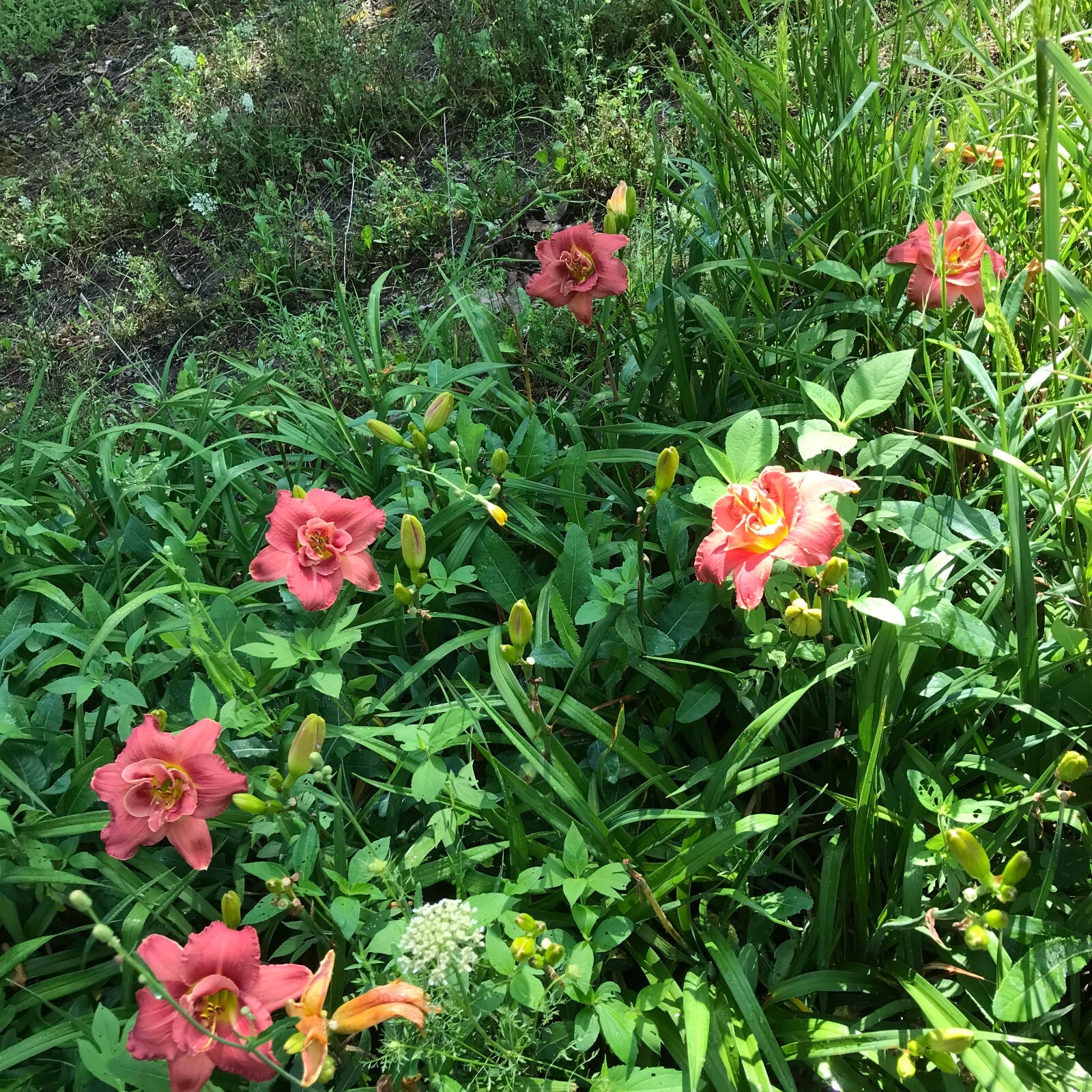 Assorted Daylilies, Mixed Daylilys, perennial’s return every year multiplying