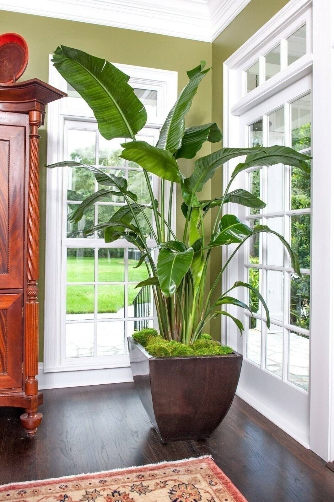 Giant White Bird of Paradise – Live Plant in a 3 Gallon Pot
