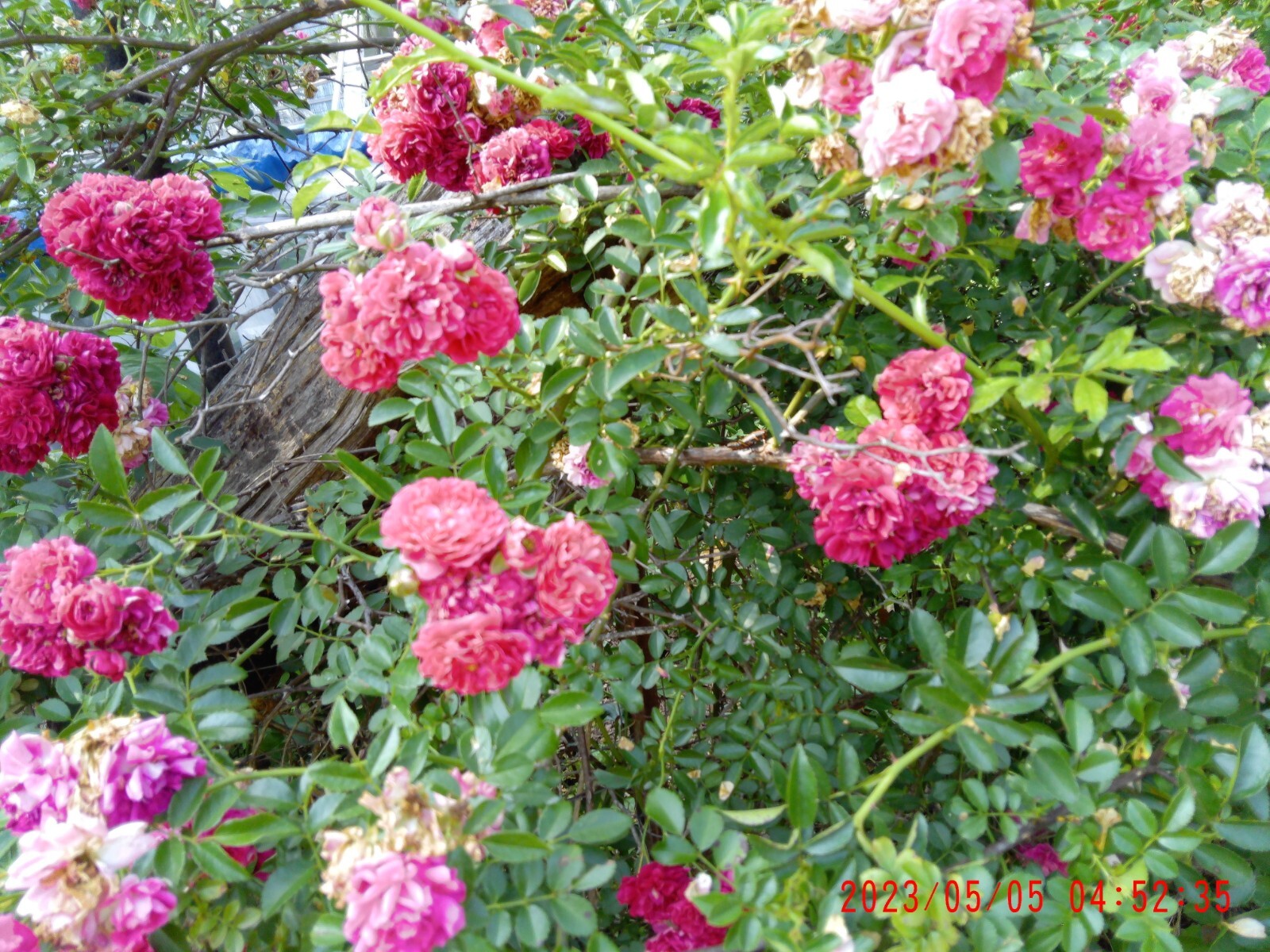 Peggy Martin Rose Cutting 12 fresh Cuttings
