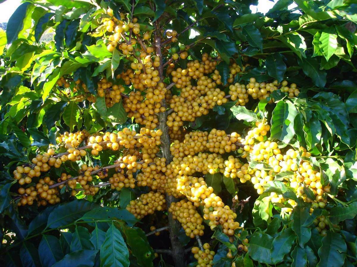 100% HAWAIIAN KONA COFFEE BEANS PEABERRY MEDIUM ROASTED 1 POUND BAG !