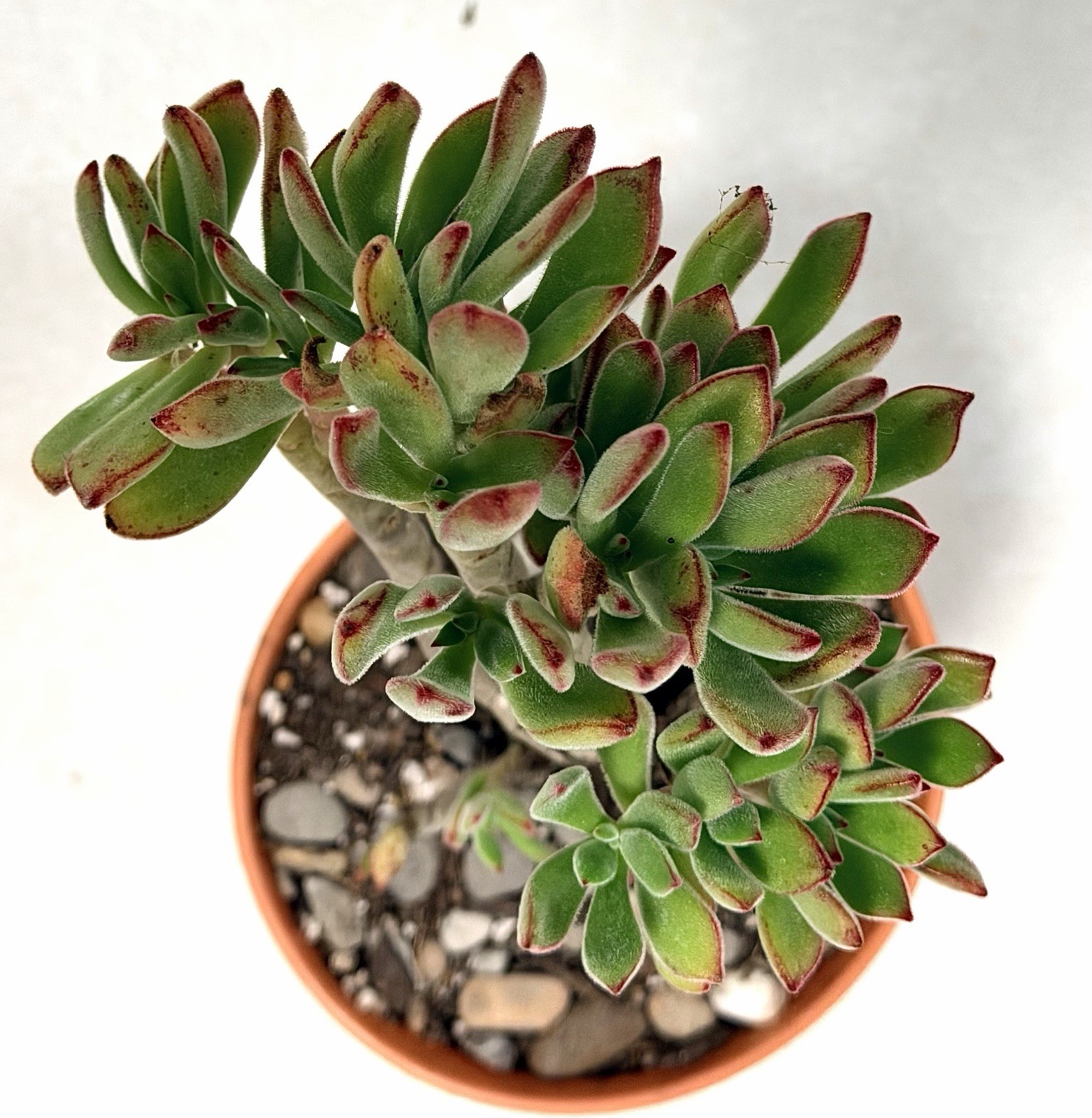 Gollum Jade Crassula Green/Red Broadleaf 5” Potted, Indoor Outdoor Full Sun in