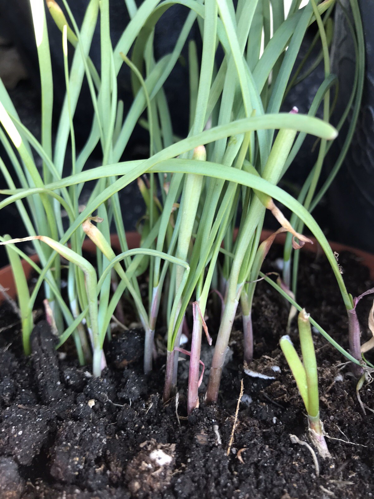 100 Rooted Chinese Chives Plants (Organic Garlic Chives, Over 3 Years Old)韭菜