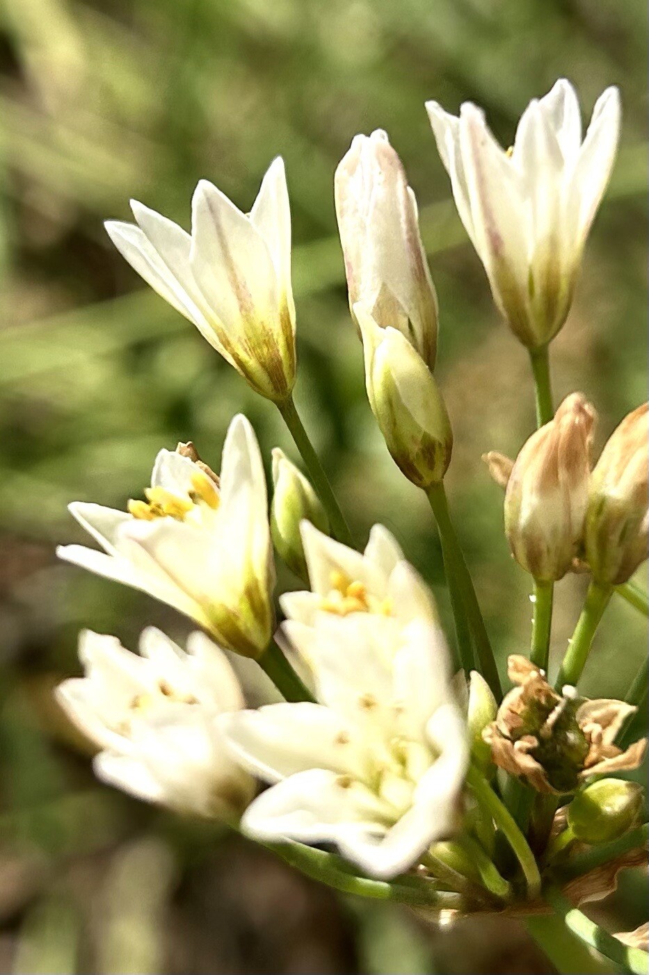 Slender False Garlic, Fragrant Garlic, Nothoscordum Gracile – 50 Seeds 2023 – US
