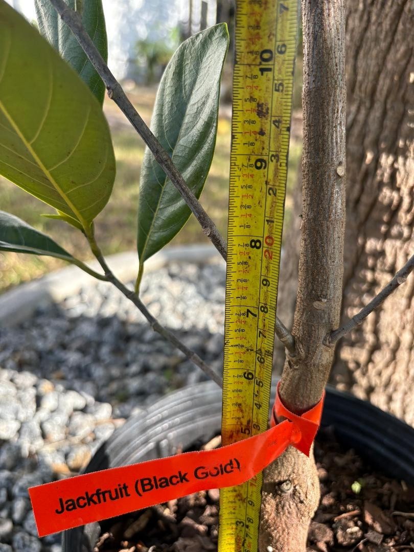 1 YEAR OLD GRAFTED BLACK GOLD JACKFRUIT TREE (A. HETEROPHYLLUS)
