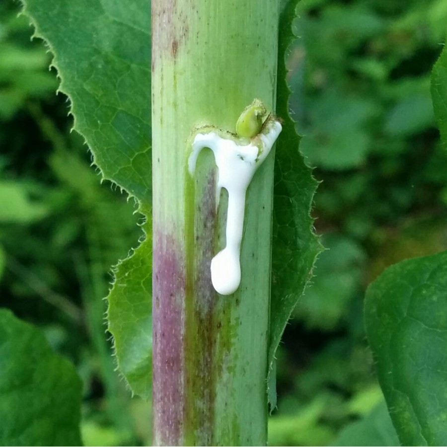 True Wild Lettuce Seeds – Lactuca virosa –