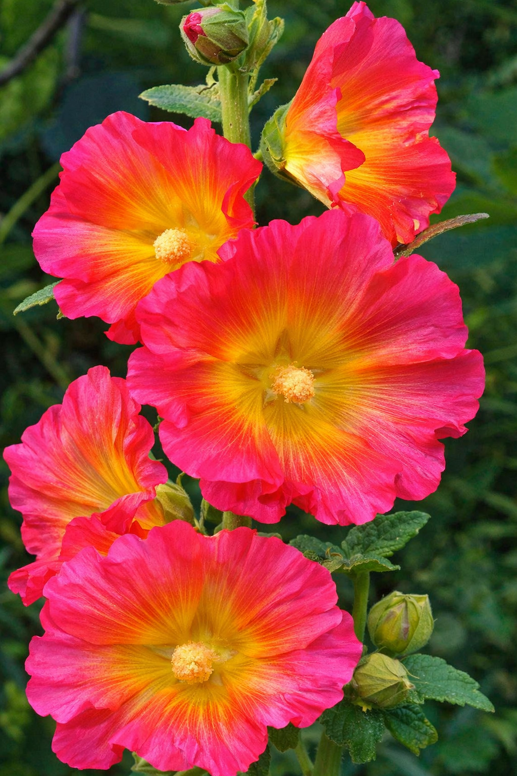 25 Pink Orange Hollyhock Seeds Perennial Flower Seed Flowers US SELLER