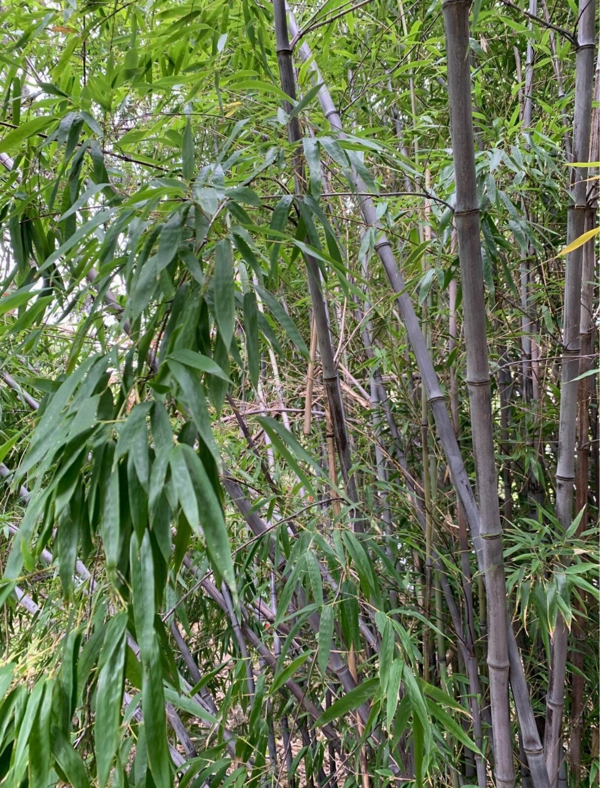 Black Timber Bamboo Nigra Daikokuchiku California Giant Bare Root Plant Rhizome