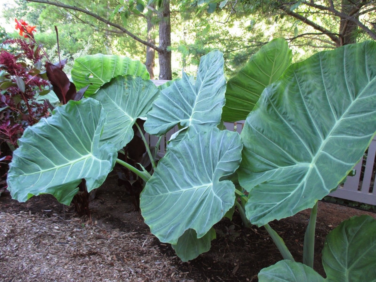 5 LIVE BULBS Colocasia gigantea Thailand Giant Thai Giant Elephant Ear Huge Leaf