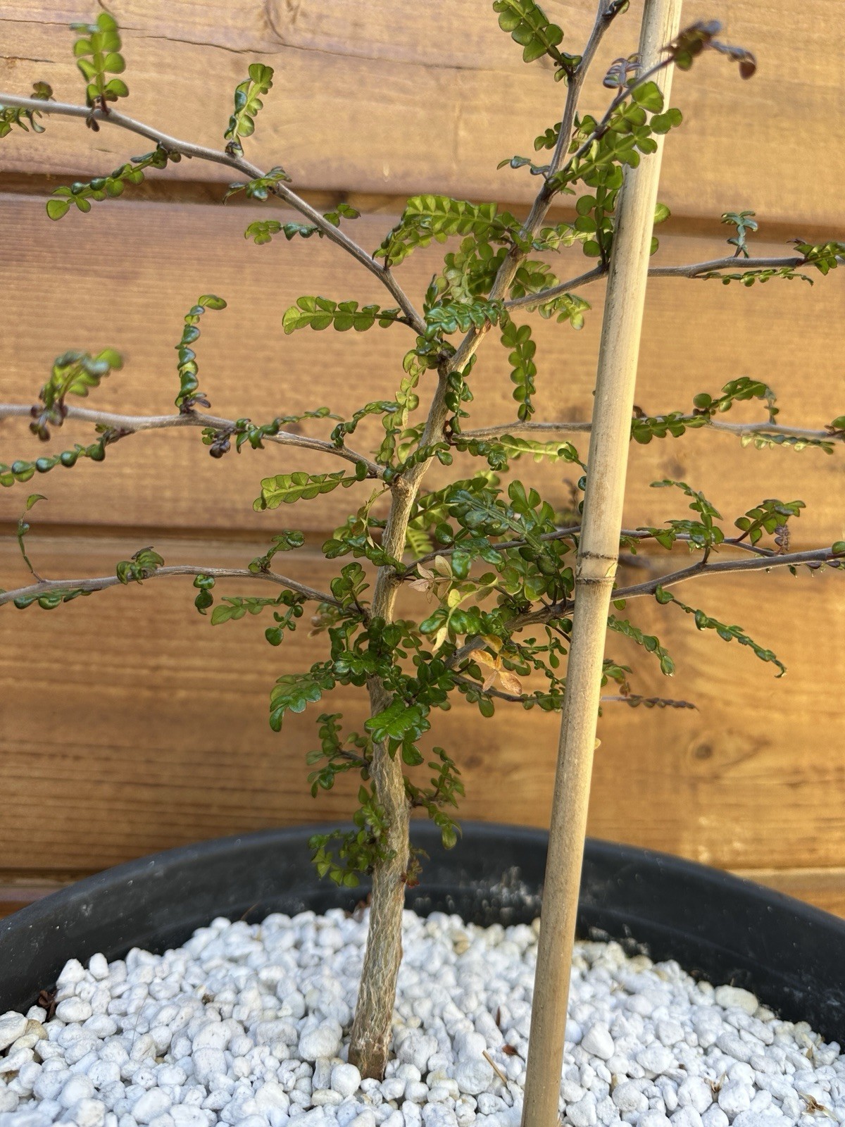 Operculicarya decaryi – Madagascar Elephant Tree – 3 years old