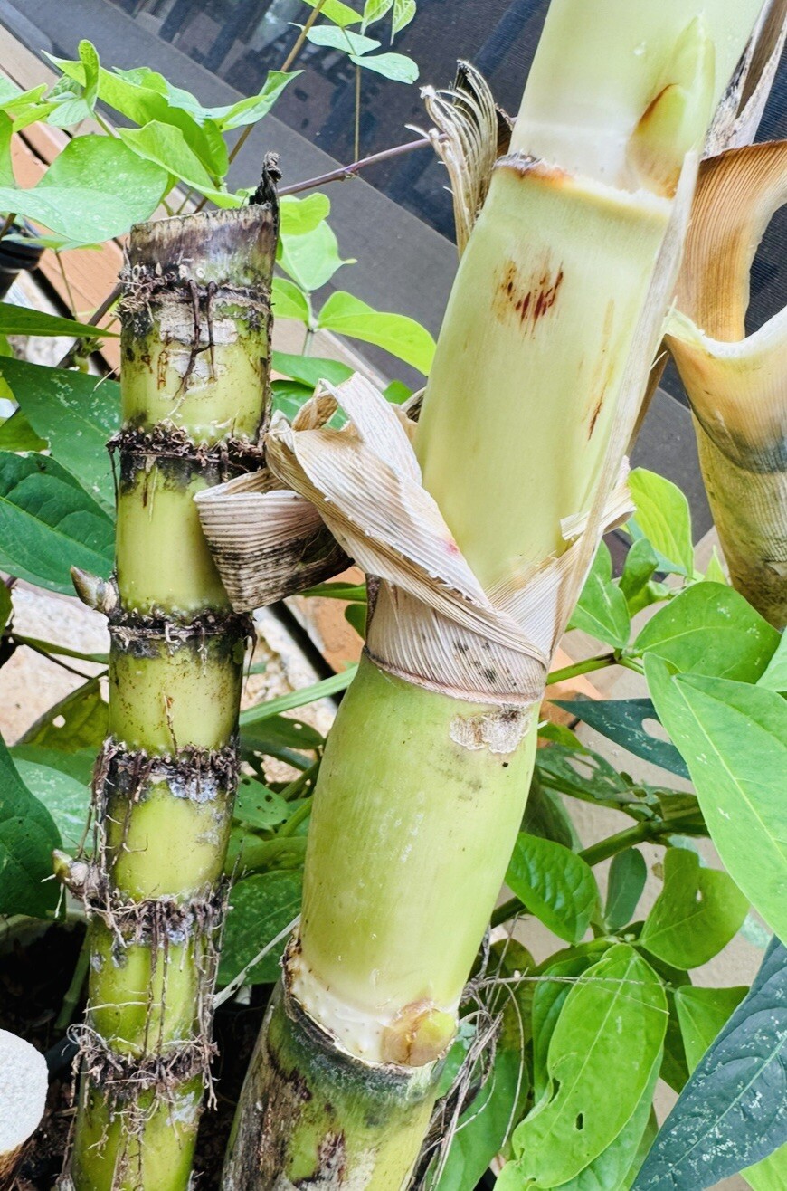 5 PCS ROOTED GREEN SUGARCANE CUTTING SWEET JUICY LIVE PLANT READY TO PLANT