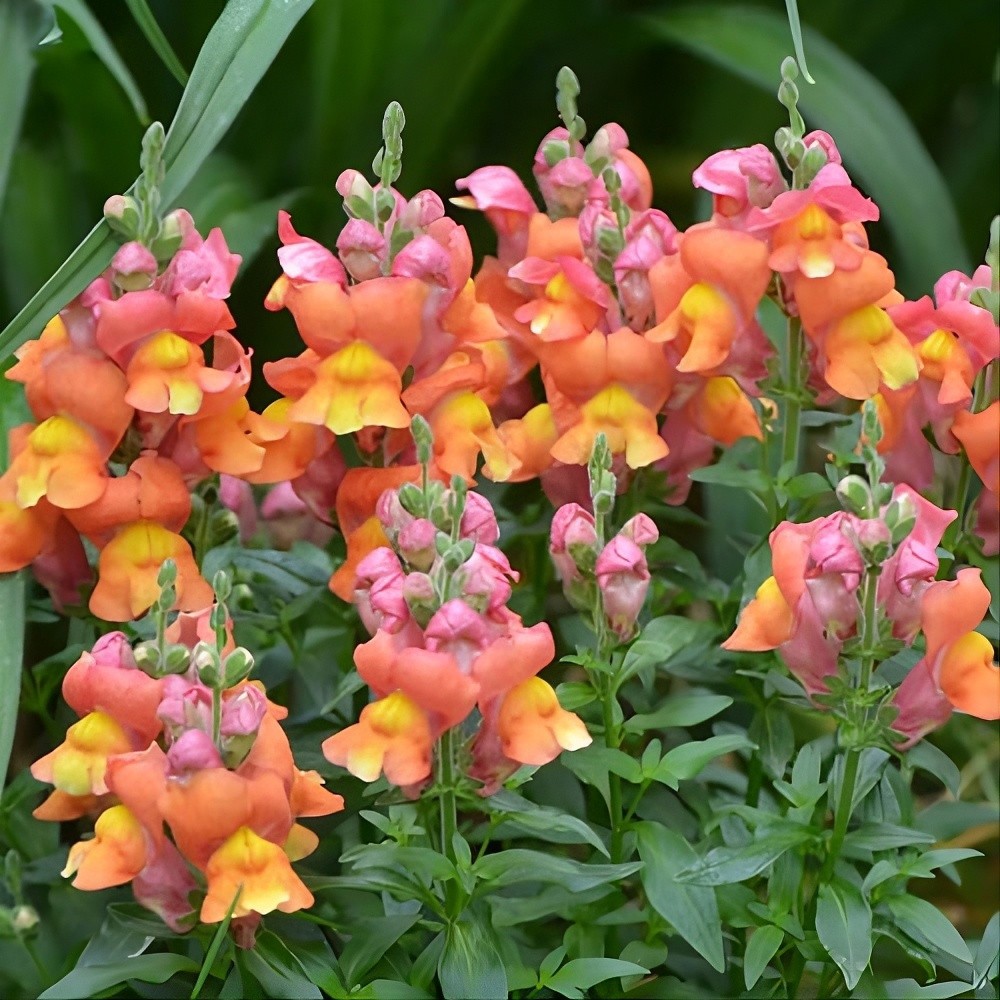 Orange Wonder Snapdragon Seeds | Heirloom | Free Shipping | Flower Seeds | 1294