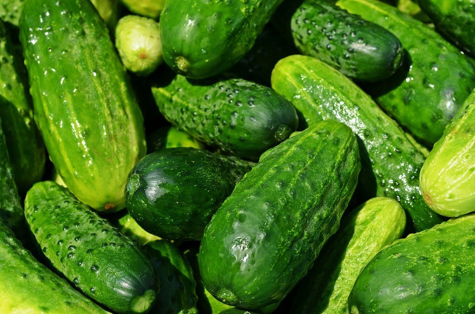 Spacemaster Cucumber Seeds, NON-GMO, Compact Cucumber Plant, FREE SHIPPING