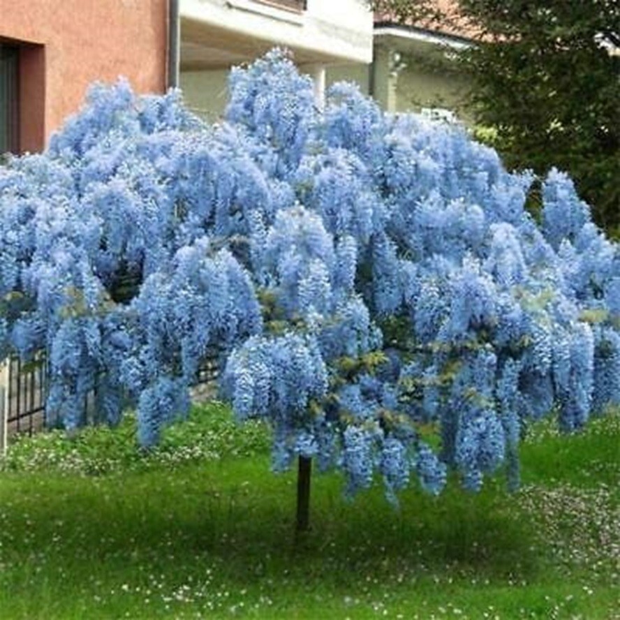 Blue Moon Wisteria Seedling for Planting – 1 Year Seedling