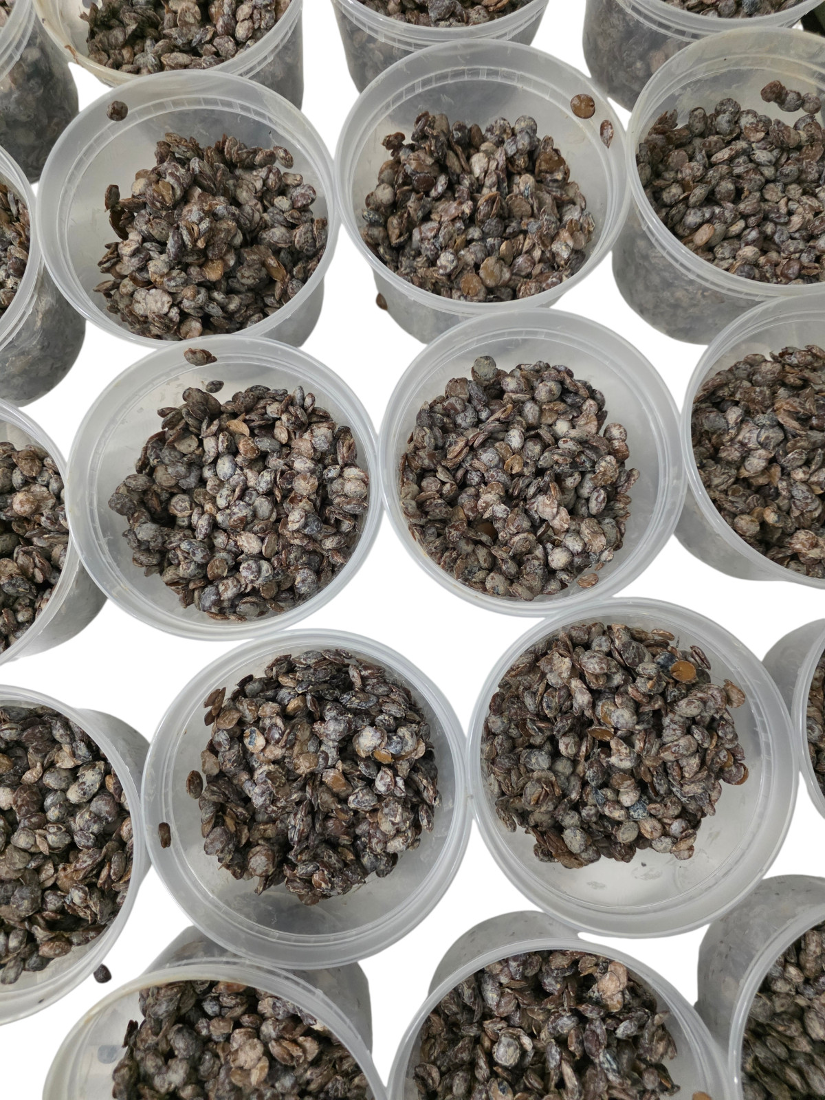 Fresh Irú Locust Beans 16OZ container Stone Free/100% money back guaranteed