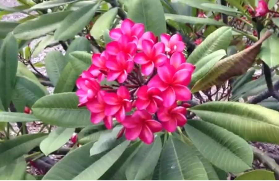 NEON PINK 11 IN” PLUMERIA FRANGIPANI FRESH HAWAII CUTTING 11″-FREE SHIPPING