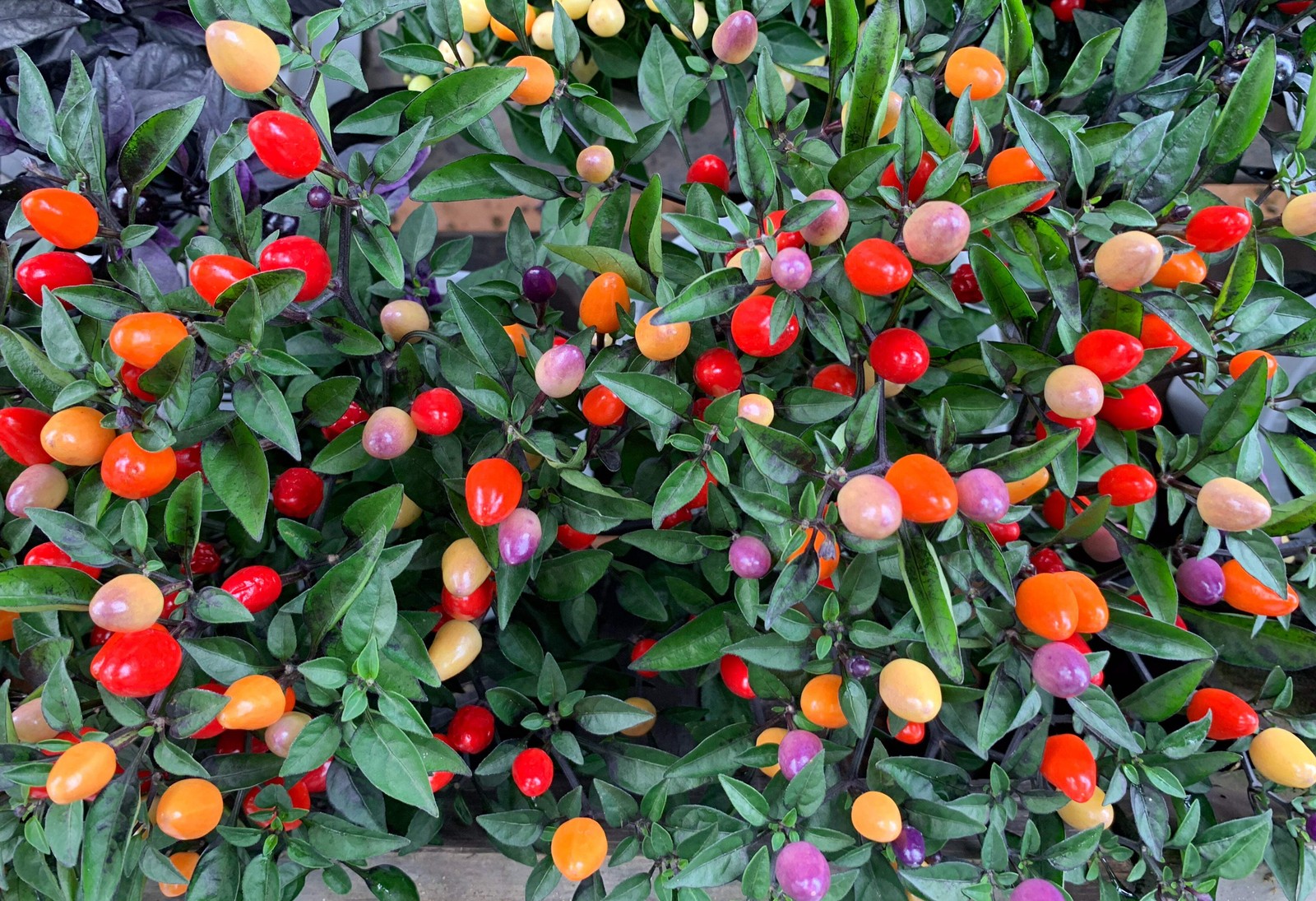 1000 Pcs Five Color Pepper Seeds Ornamental Hot Chili Heirloom Vegetable Garden