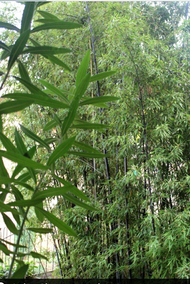 Black Timber Bamboo Nigra Daikokuchiku California Giant Bare Root Plant Rhizome