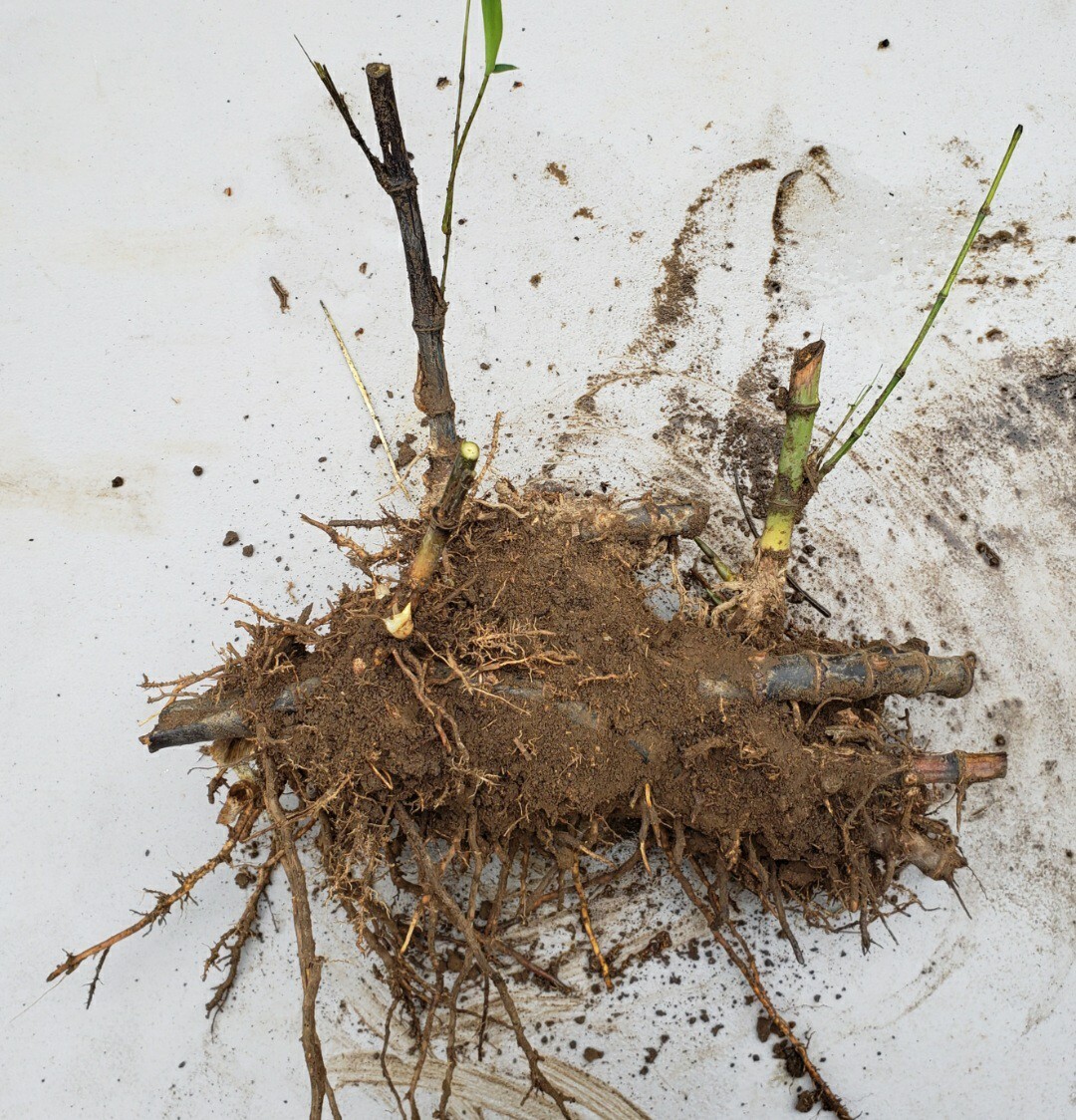 Black Timber Bamboo Nigra Daikokuchiku California Giant Bare Root Plant Rhizome