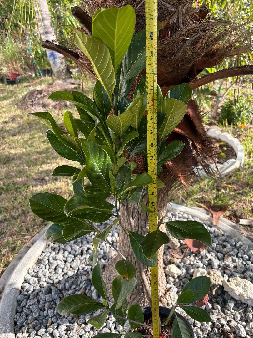 1 YEAR OLD GRAFTED BLACK GOLD JACKFRUIT TREE (A. HETEROPHYLLUS)