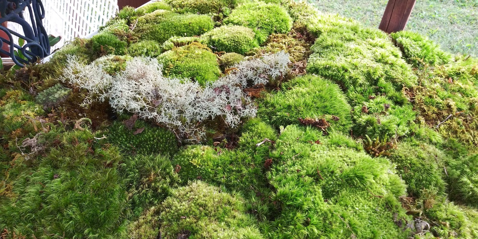 [2] Gal. Live Mood / Sheet / Fern Moss – Terrariums, Vivariums, Fairy Gardens