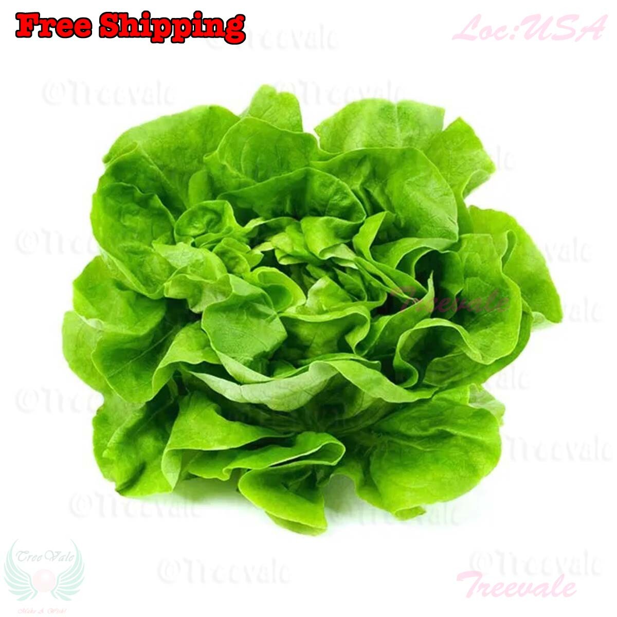 Buttercrunch Butterhead Lettuce Seeds – Early Green | Butter head Lettuce Seeds