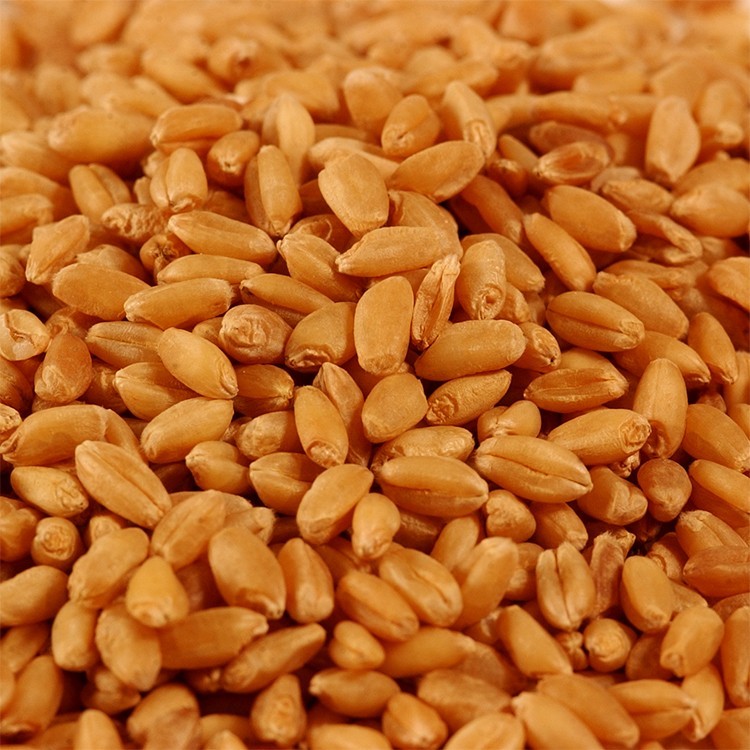 Wheat Grass / Cat Grass Seeds ~ Certified USDA Organic Amounts up to 50 LBS BULK
