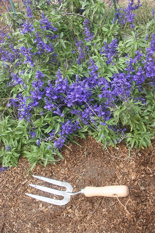 Weeding Fork Hand Garden Tool Stainless Steel Wood Handle Gardening Implement