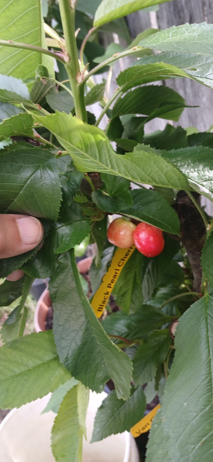 3 Years Old Multi Grafted 5 Different Organic Premium Cherry Tree On One Tree