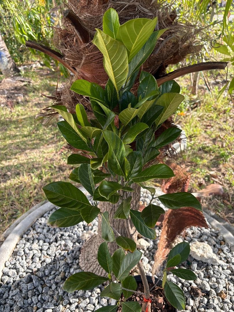 1 YEAR OLD GRAFTED BLACK GOLD JACKFRUIT TREE (A. HETEROPHYLLUS)