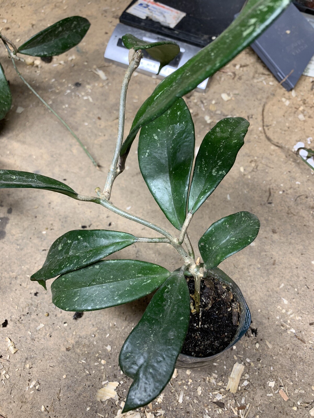 Hoya pubicalyx 1 Year Old plant well rooted, sent in container
