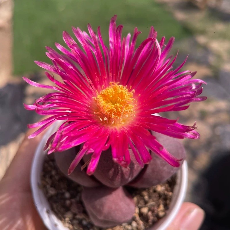 4-5CM Succulent Plant Pleiospilos Nelii Schwantes（Purple）Aizoaceae Home Garden.