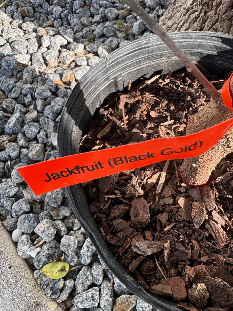 1 YEAR OLD GRAFTED BLACK GOLD JACKFRUIT TREE (A. HETEROPHYLLUS)