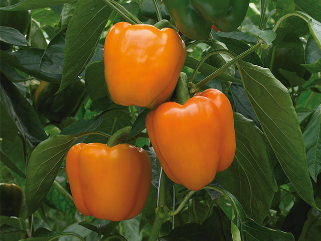 Orange Sweet Bell Pepper, NON-GMO, Heirloom, Variety Sizes, FREE SHIPPING