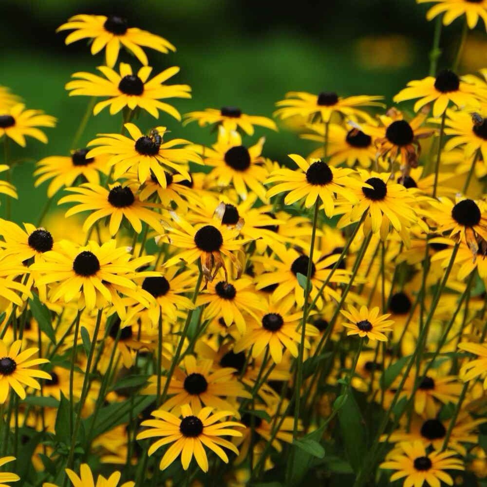 2000+ Black-Eyed Susan Seeds – (Rudbeckia Hirta) | Attracts Pollinators – USA