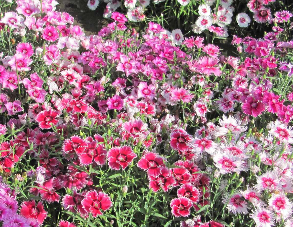 1000 Seeds Sweet William Dianthus Large Bloom Mix Fragrant Cut Flower Garden USA