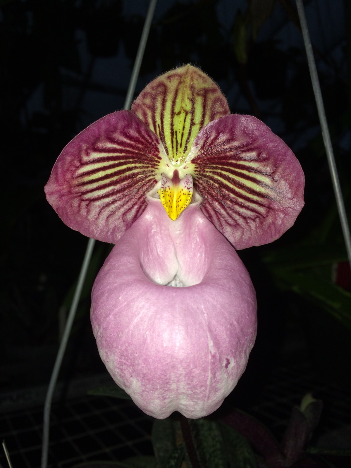 PINK PARVI VIETNAM PAPH ORCHID SPECIES micranthum BS 4 inch pot