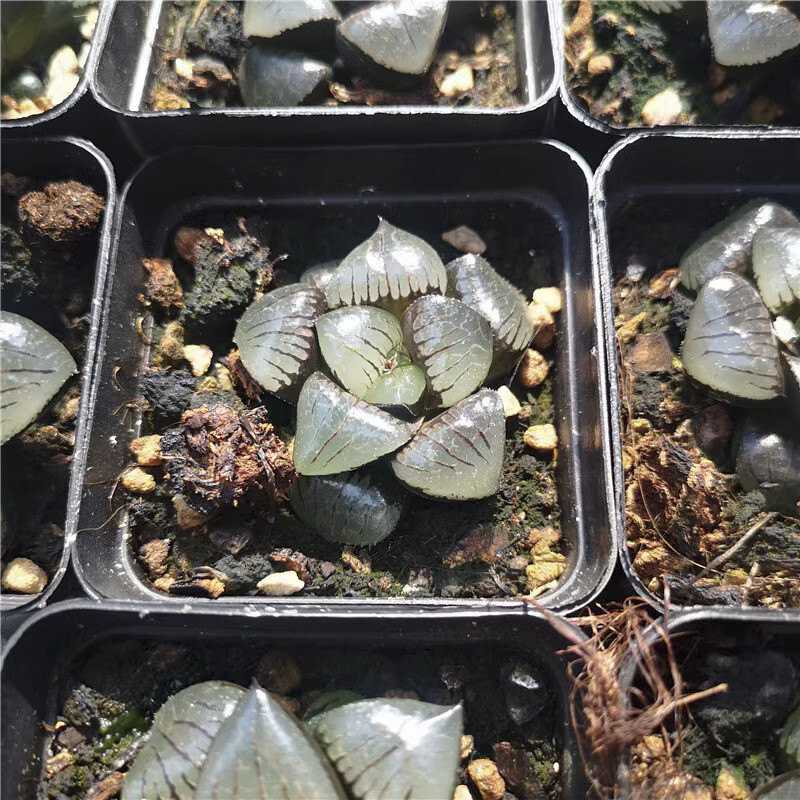 5CM Succulent Plant Haworthia Comptioniana Sun Moon Lake Liliaceae Home Garden