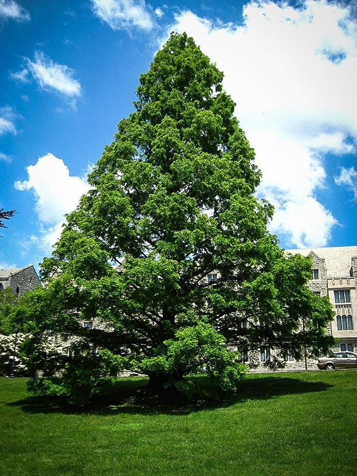 ( 3 ) – Dawn Redwood Tree – Metasequoia – Starter Plants – ( 3 live plants )