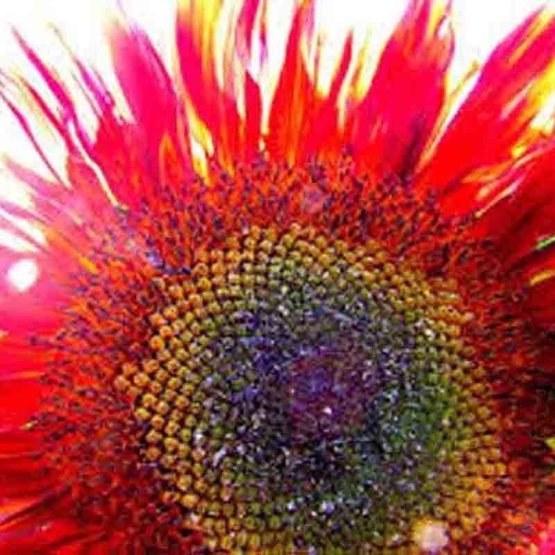 75+ RED SUN RARE SUNFLOWER SEEDS FLOWERS BEAUTIFUL TALL CUT NON-GMO HEIRLOOM USA
