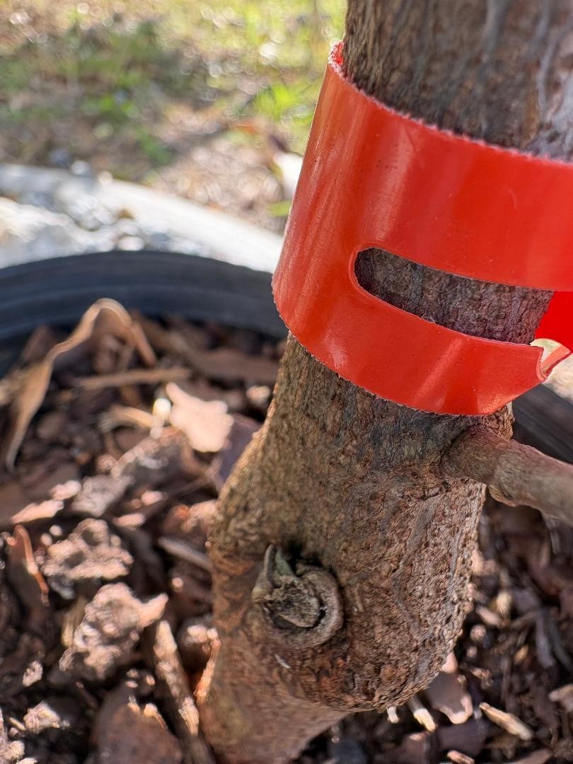 1 YEAR OLD GRAFTED BLACK GOLD JACKFRUIT TREE (A. HETEROPHYLLUS)