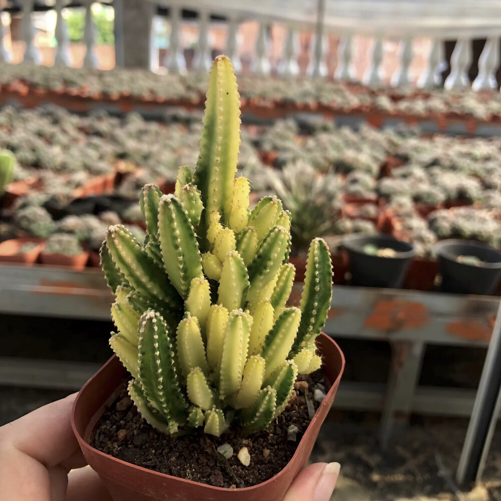 5cm Cereus cv.Fairy Castle Variegated Cactaceae Succulent Cactus Plant Beautiful