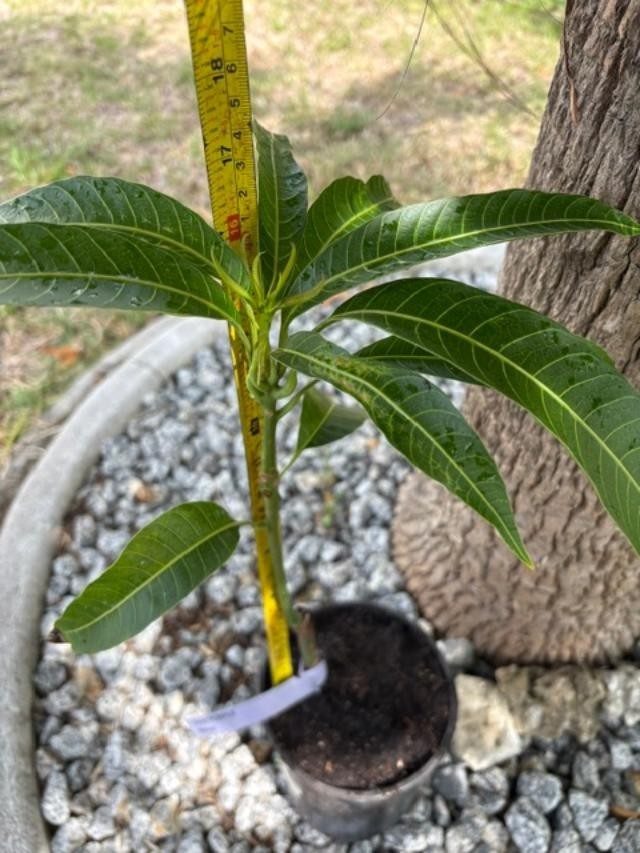 GRAFTED (SUPER RARE) THAI PURPLE NAM DOC MAI/SI MEUANG 12″ OR MORE TALL