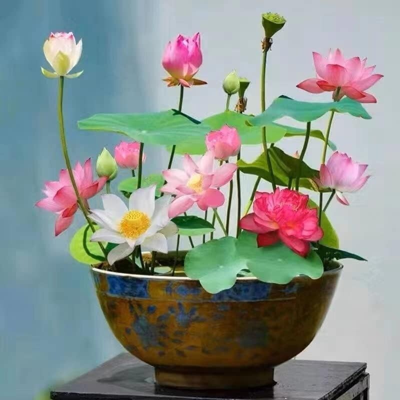 10pcs Pre-Sprouted Mixed Color Bonsai Bowl Lotus Ideal Indoor and Outdoor